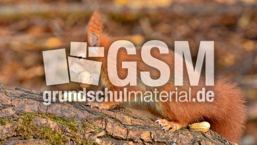 Eichhörnchen (39).jpg